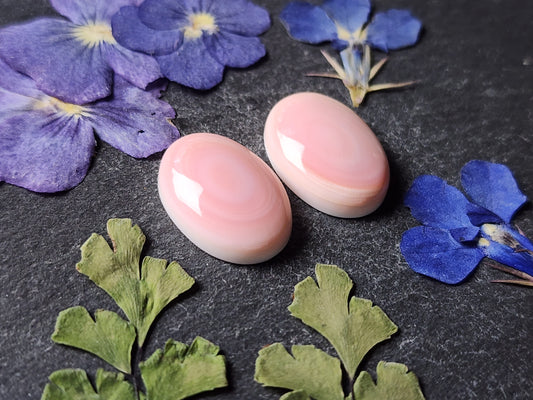Pink conch shell pair