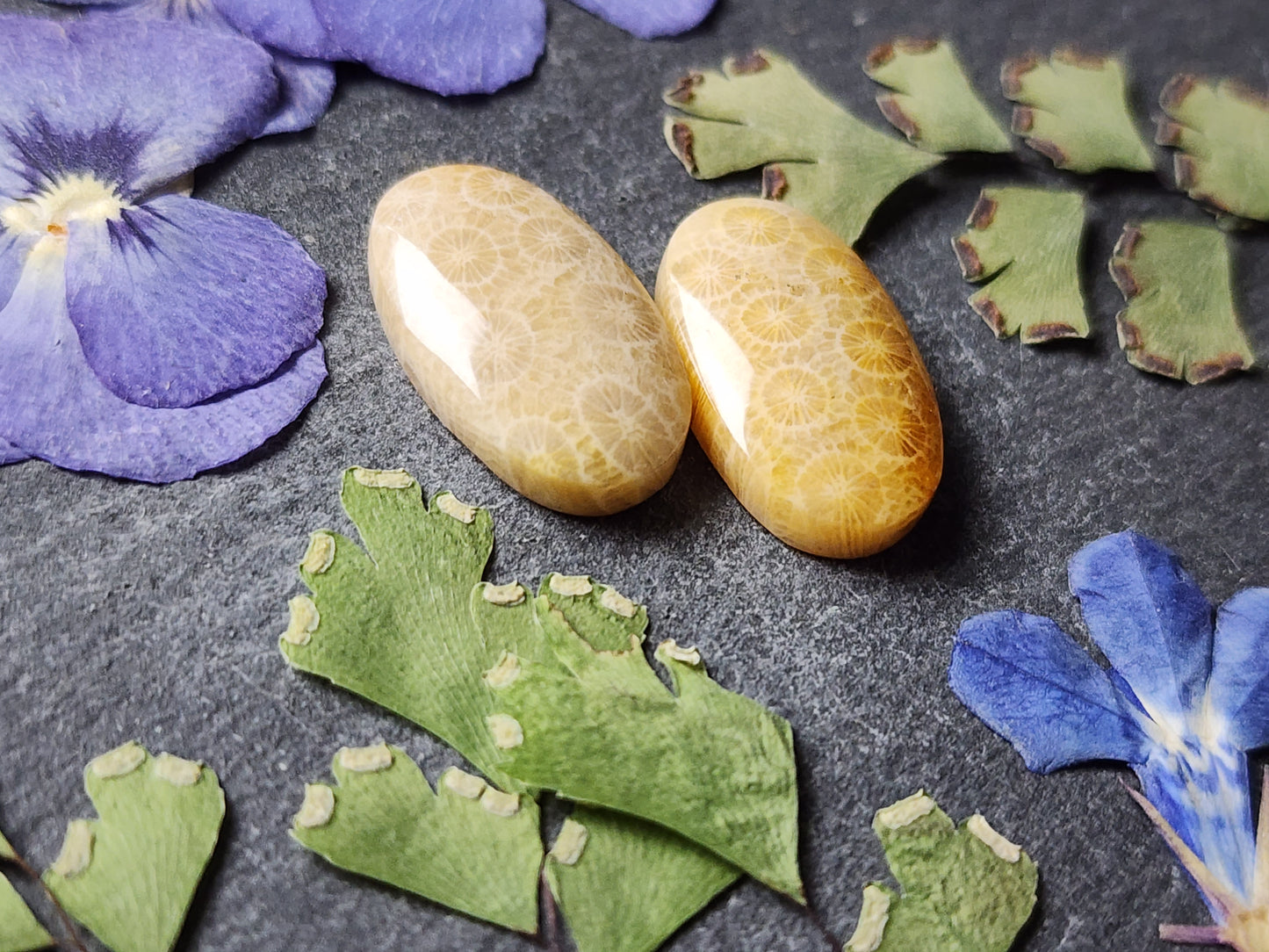 Fossilized coral pair