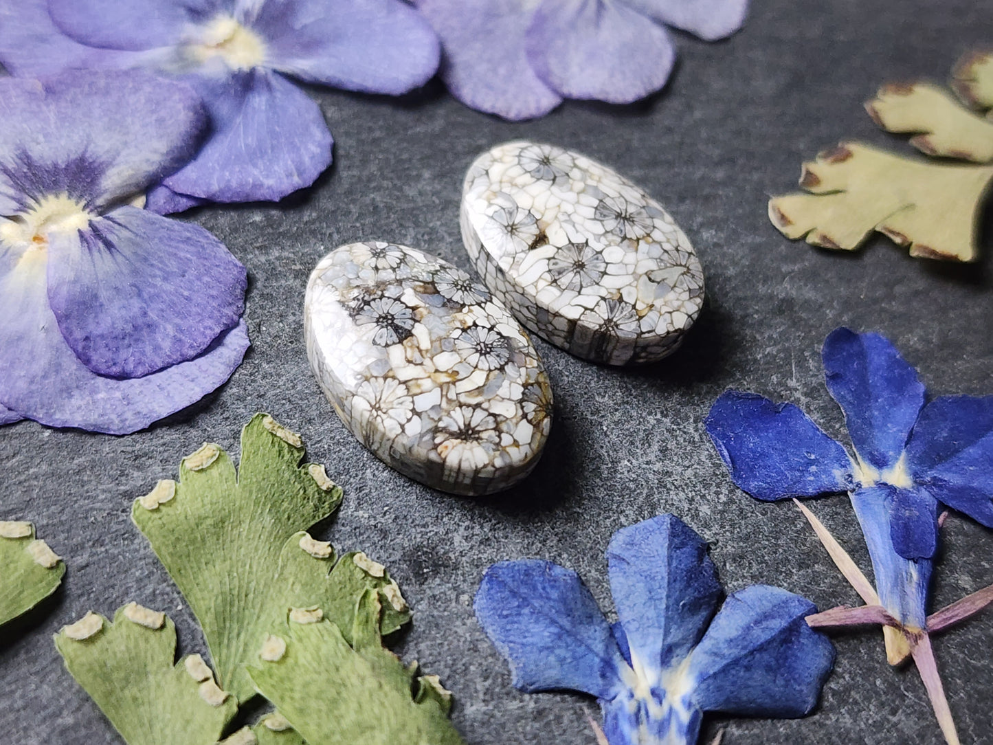 Fossilized Coral pair
