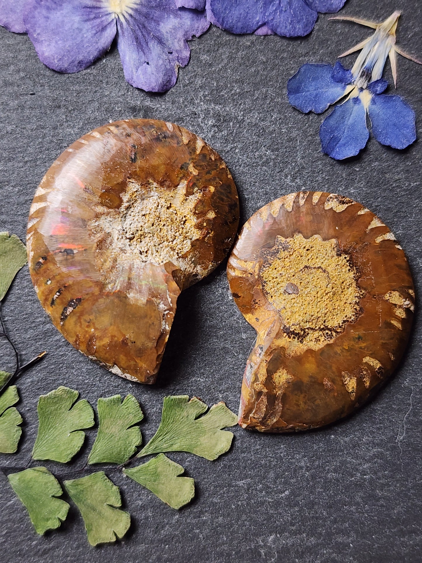 Ammonite Fossil pair