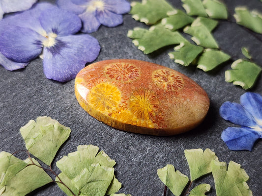 Fossilized Coral