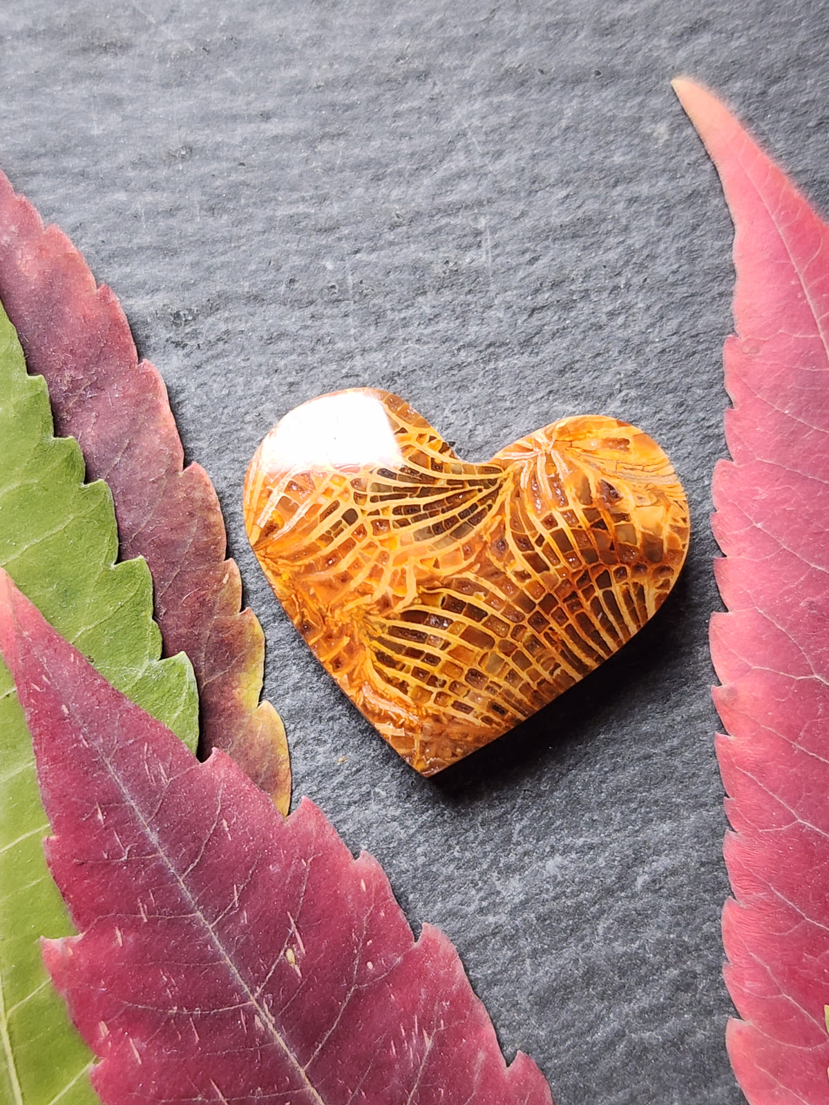 Fossilized Coral heart
