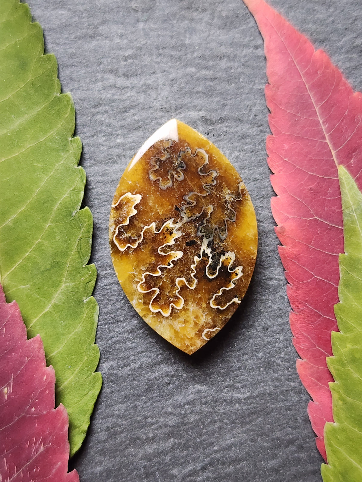 Suture Ammonite