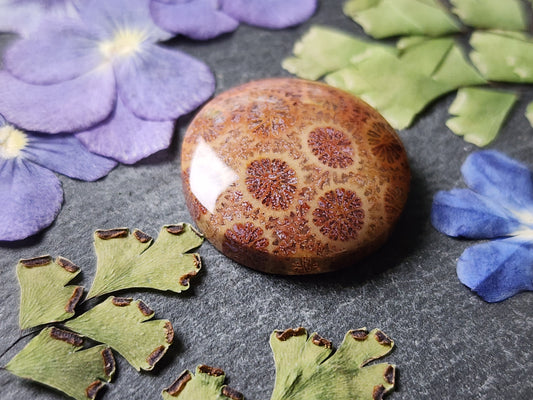 Fossilized Coral