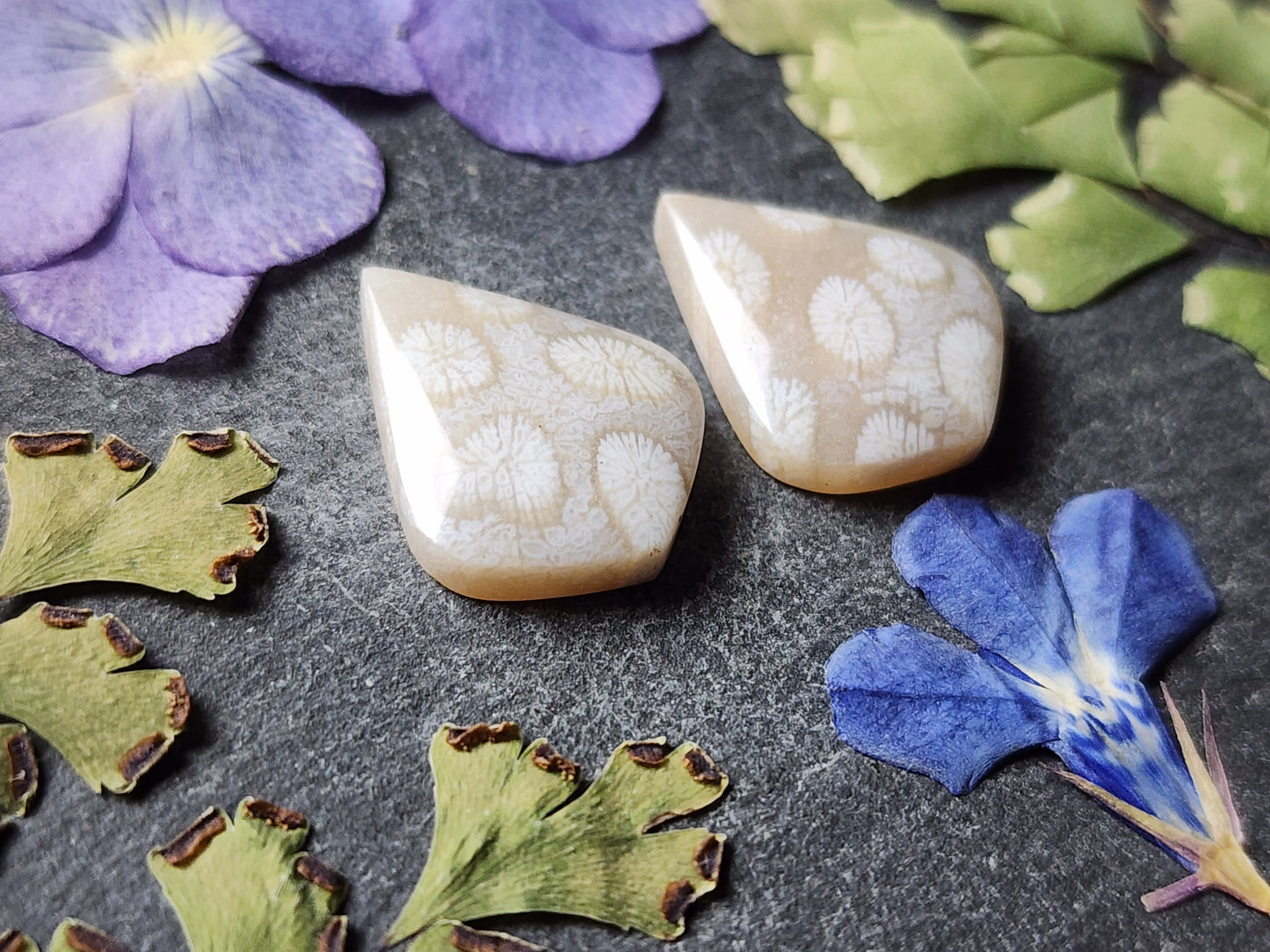Fossilized coral pair