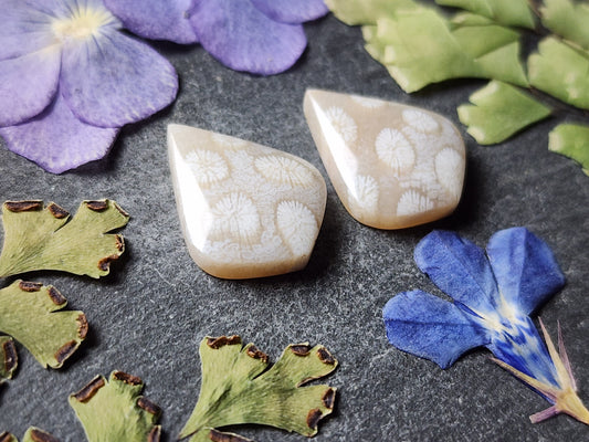Fossilized coral pair