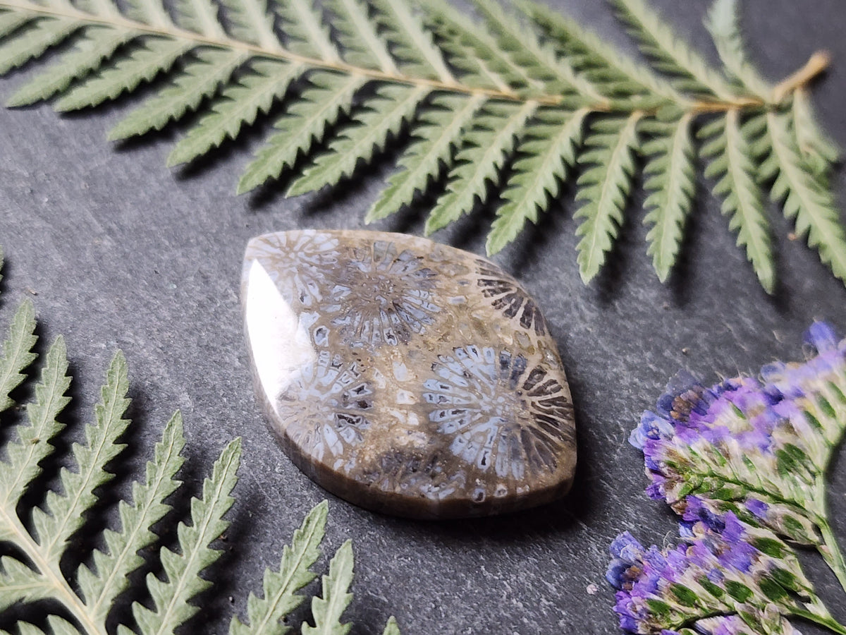 Fossilized coral