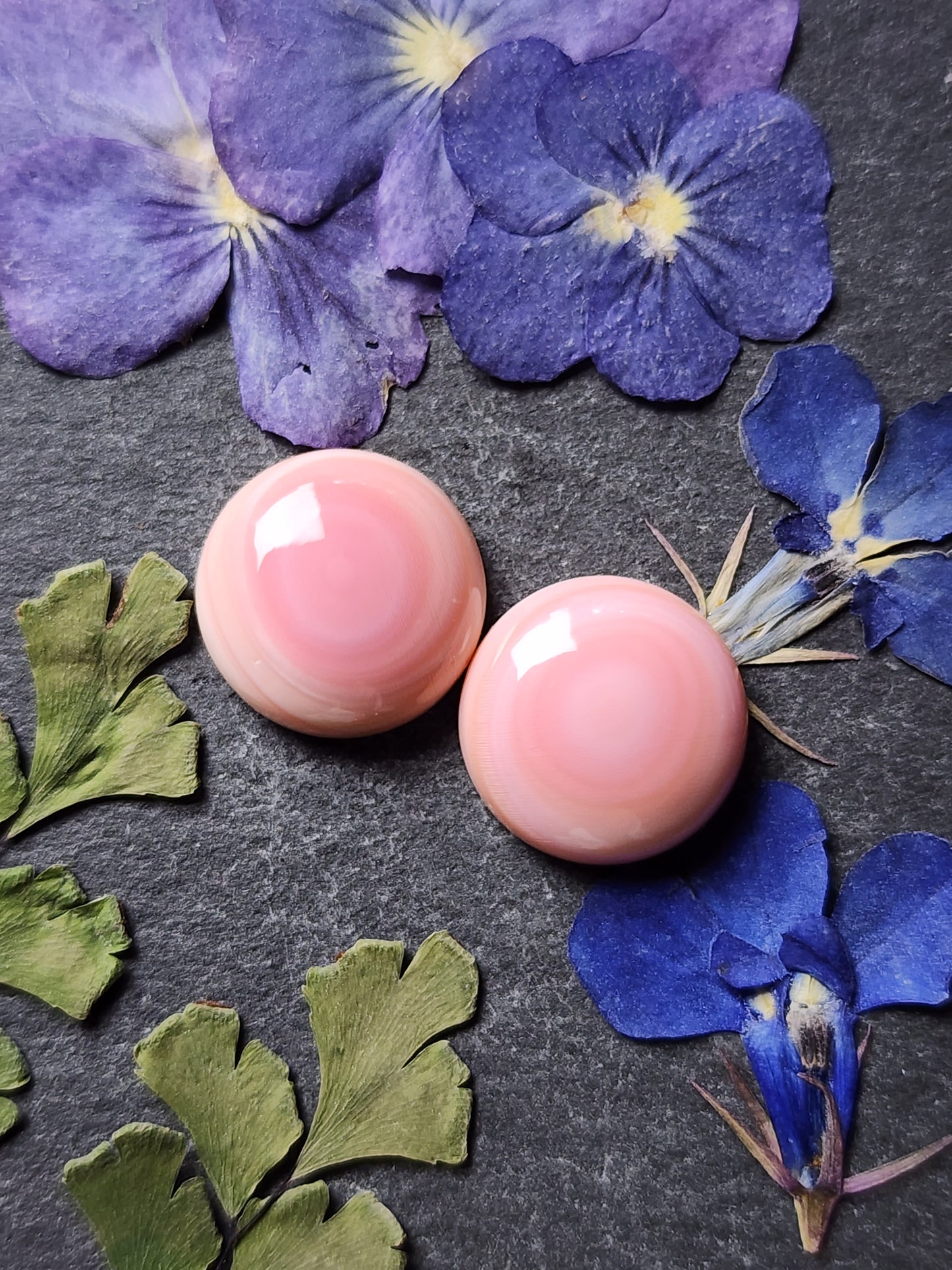 Pink Conch shell pair