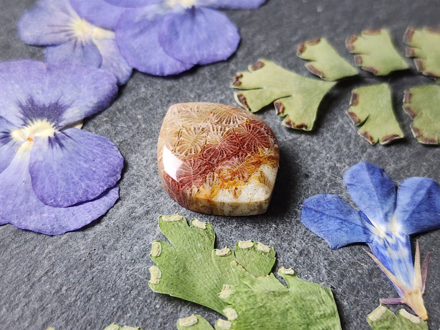 Fossilized Coral