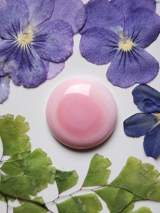 Pink Conch shell