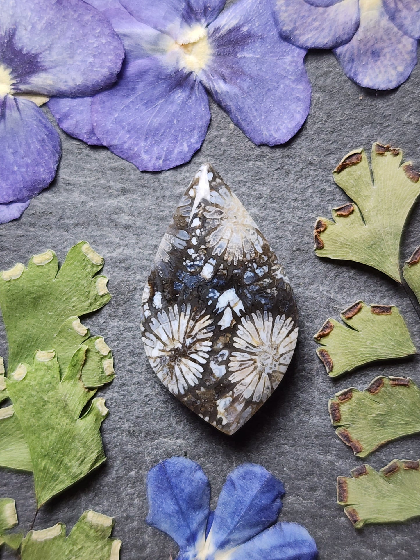 Fossilized Coral