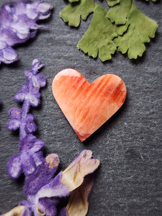 Spiny shell oyster heart