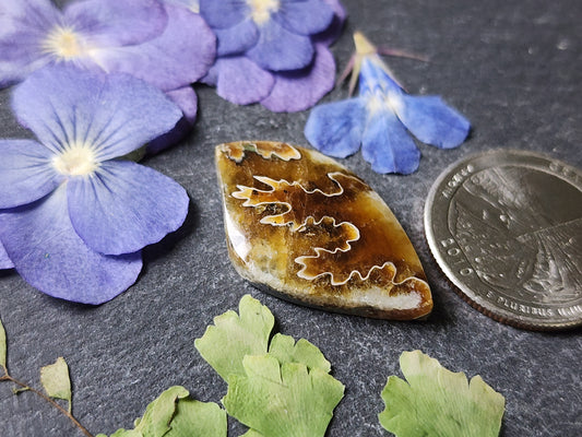 Suture Ammonite