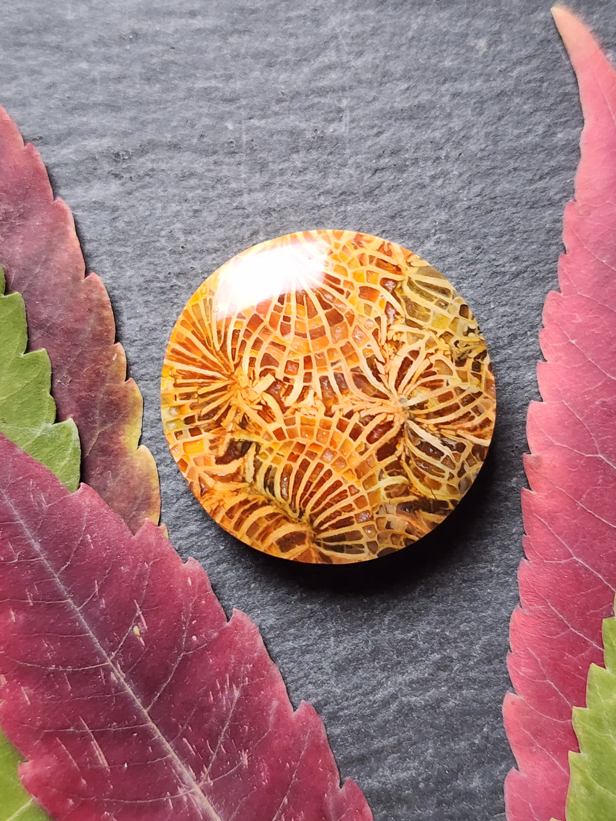Fossilized Coral