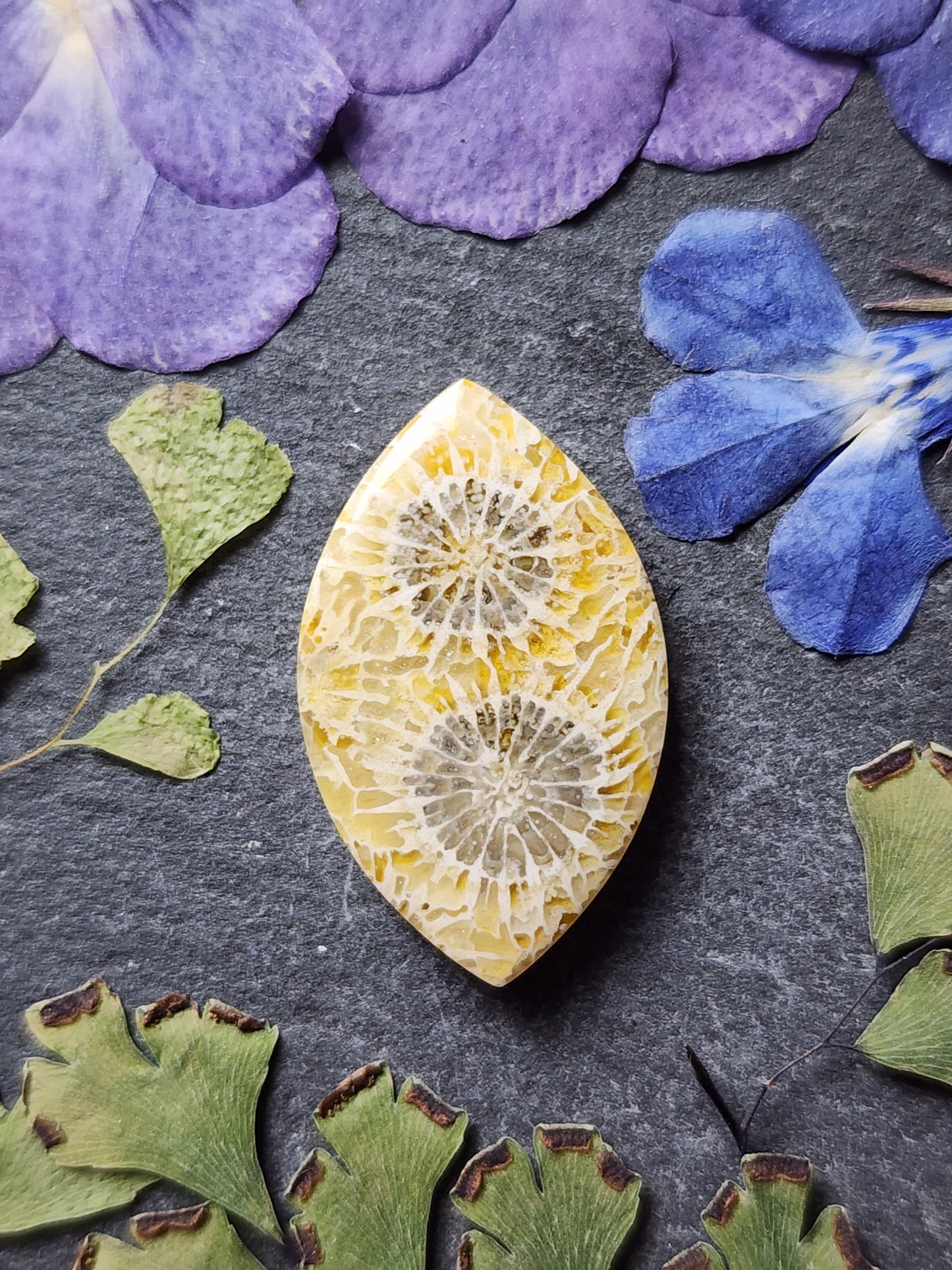 Fossilzied Coral