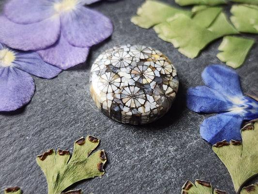 Fossilized coral