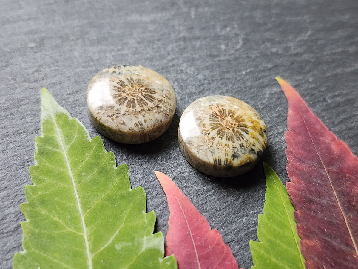 Fossilized coral pair