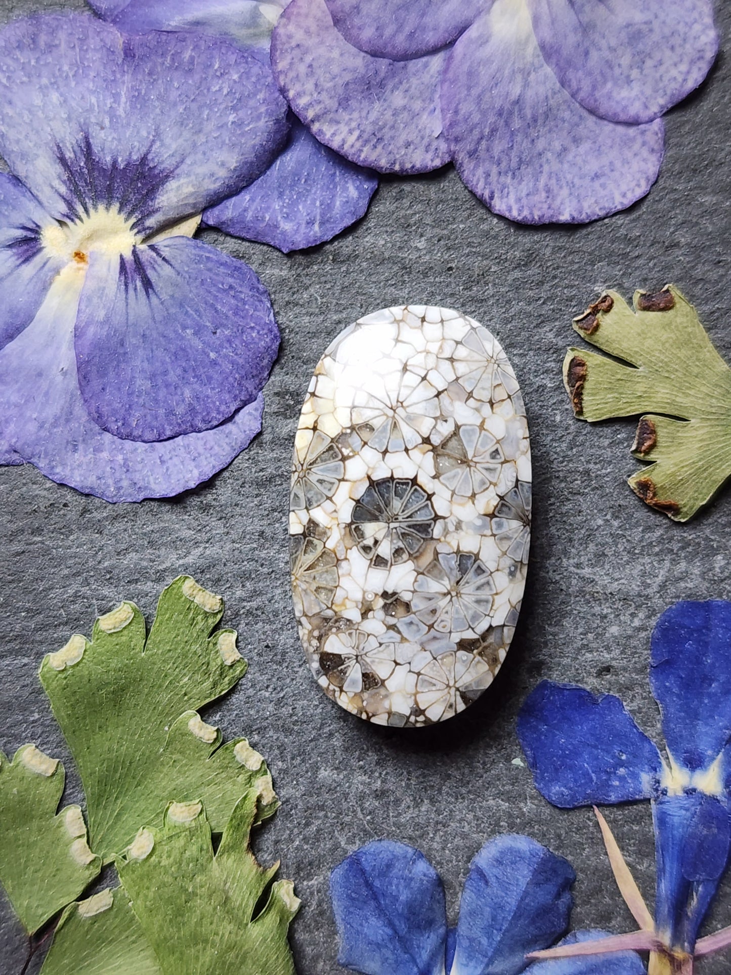 Fossilized Coral