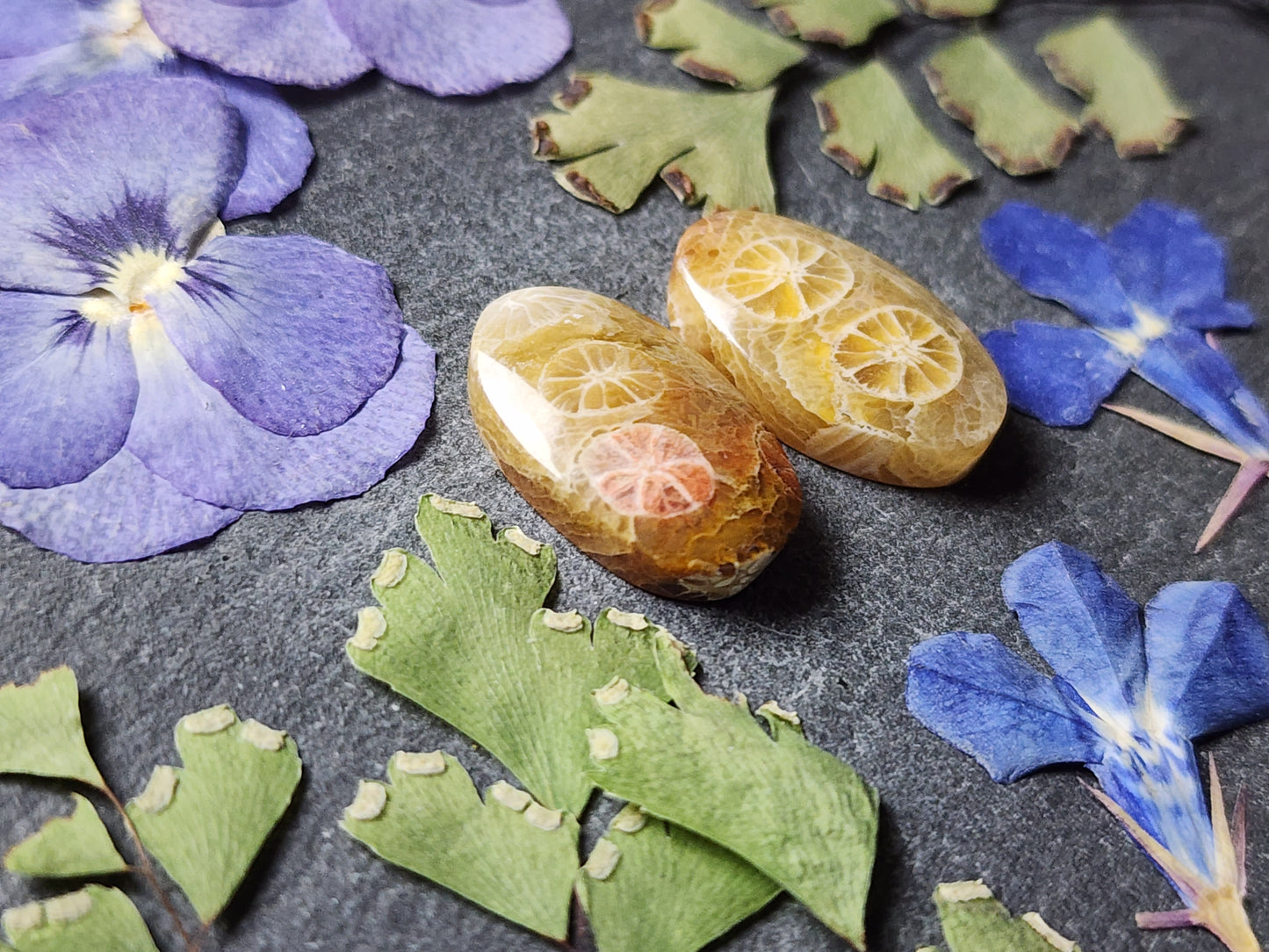 Fossilized Coral pair