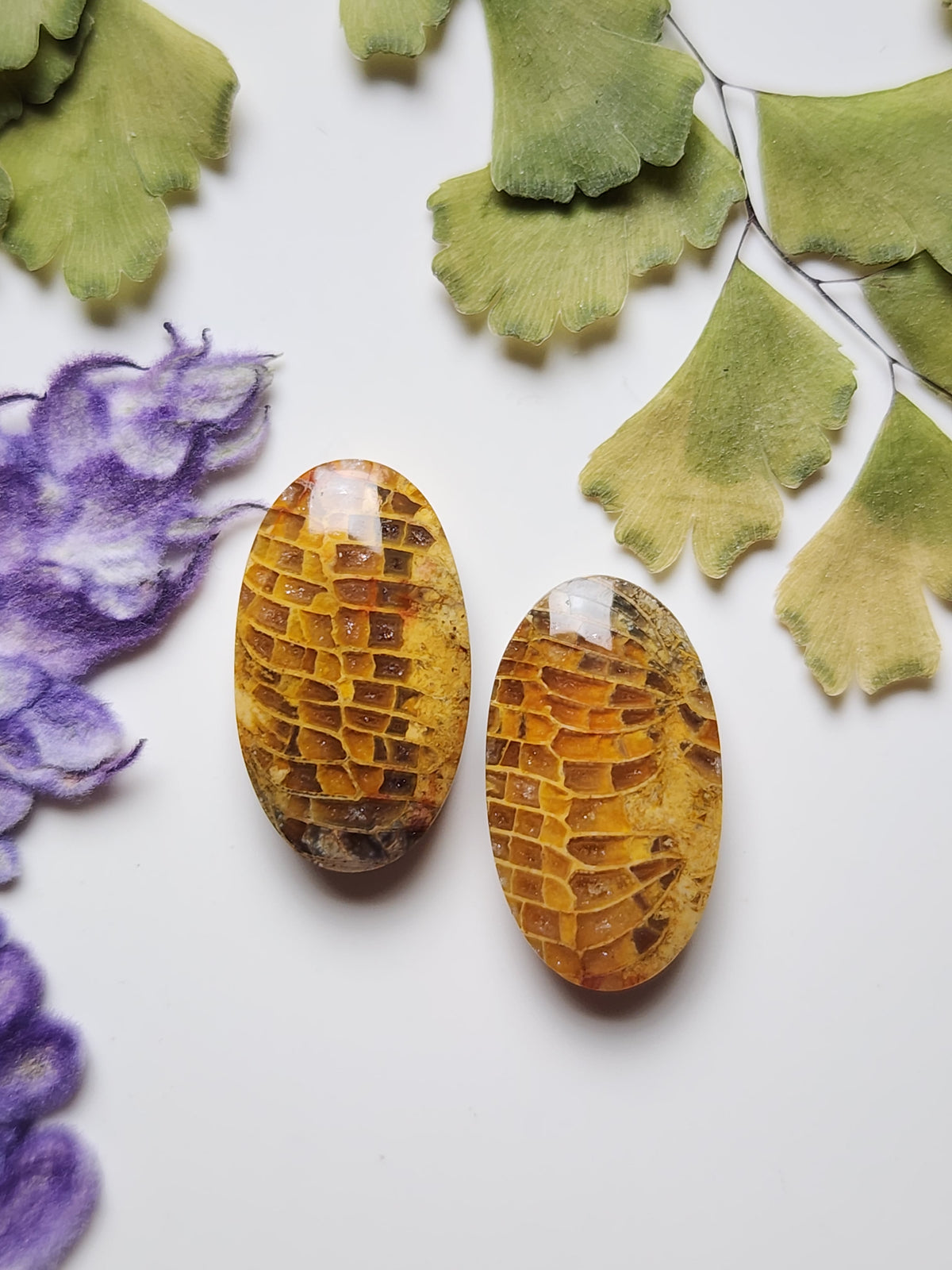 Fossilized Coral pair
