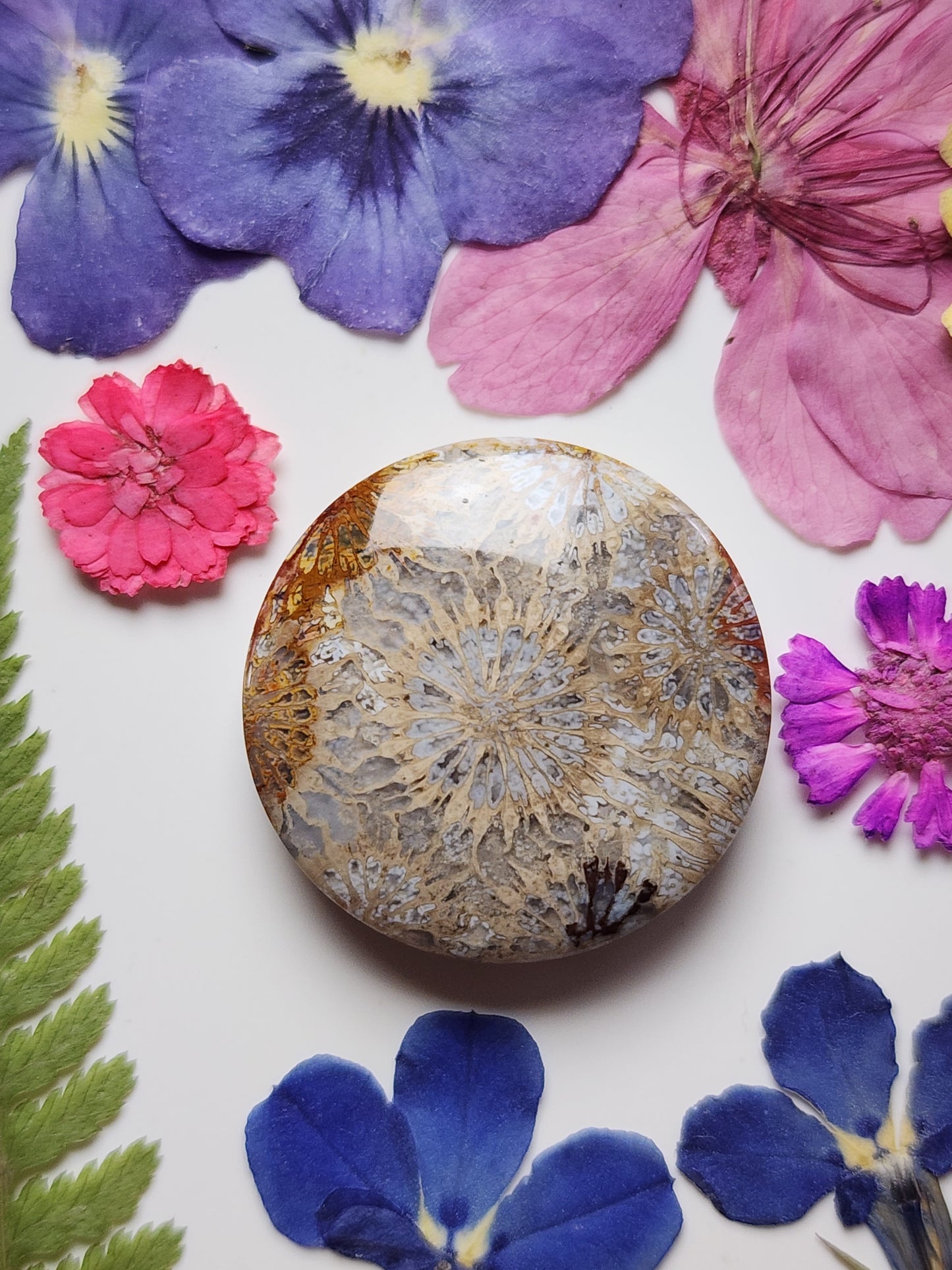 Fossilized coral