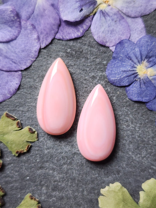 Pink conch shell pair