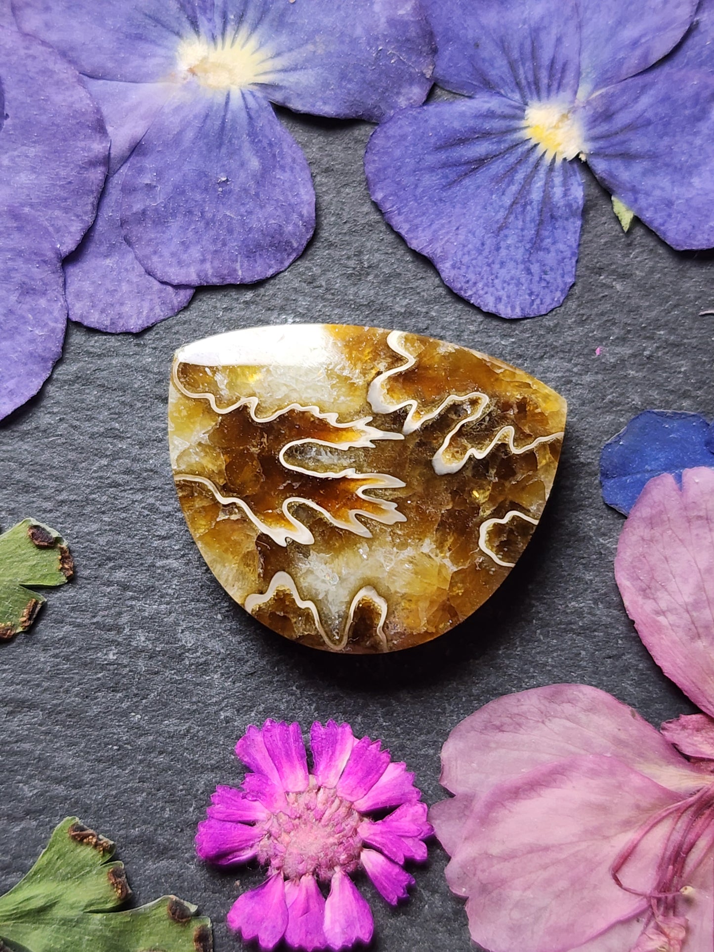 Suture Ammonite