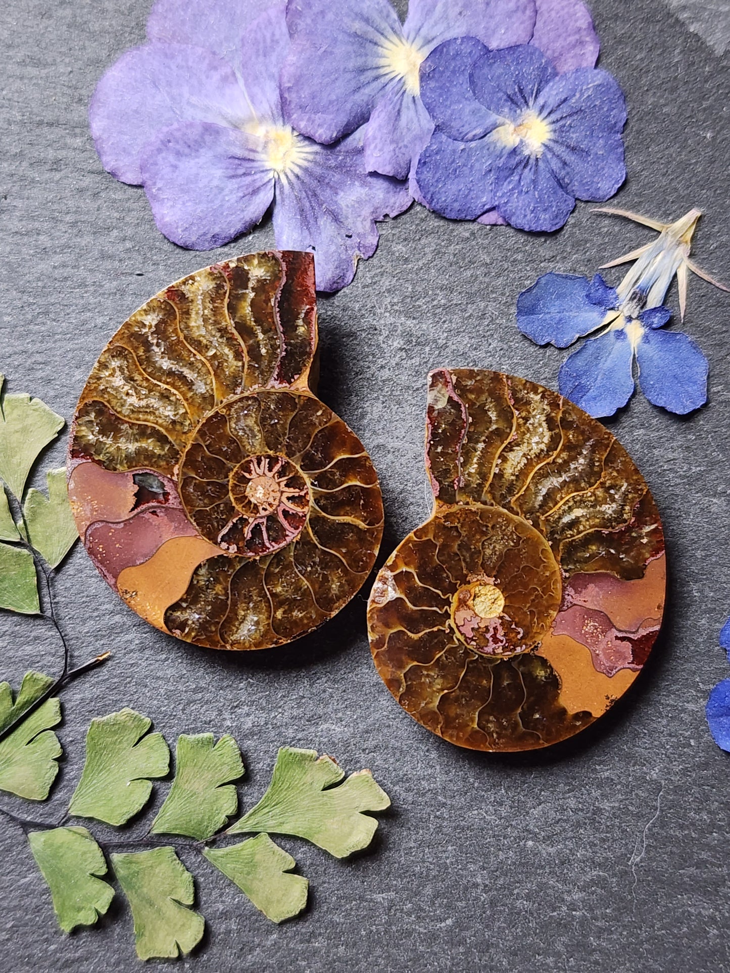 Ammonite Fossil pair