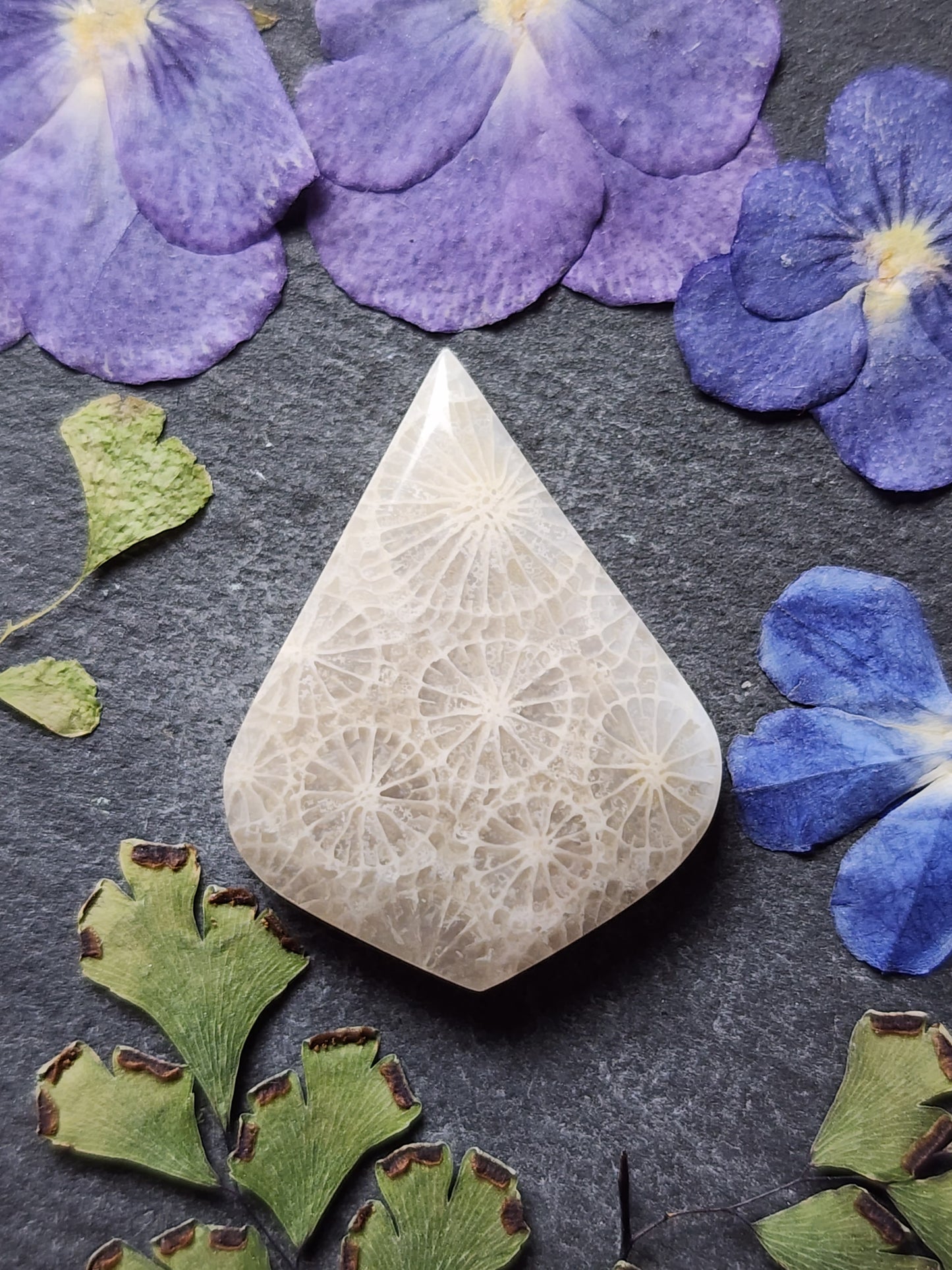 Fossilzied Coral