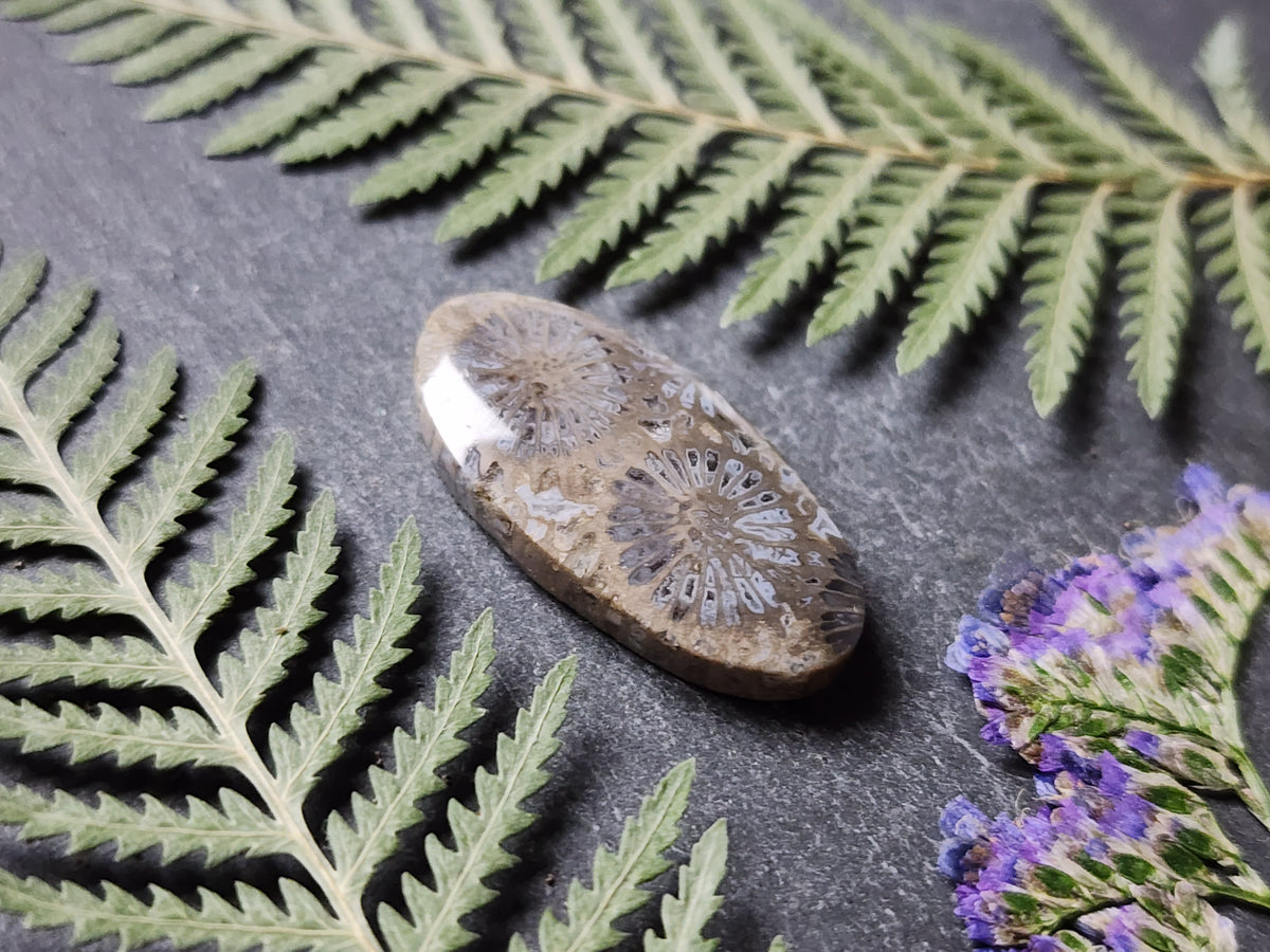 Fossilized coral