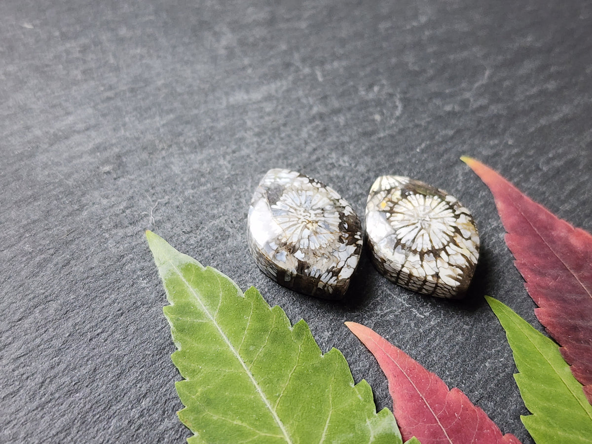 Fossilized Coral pair