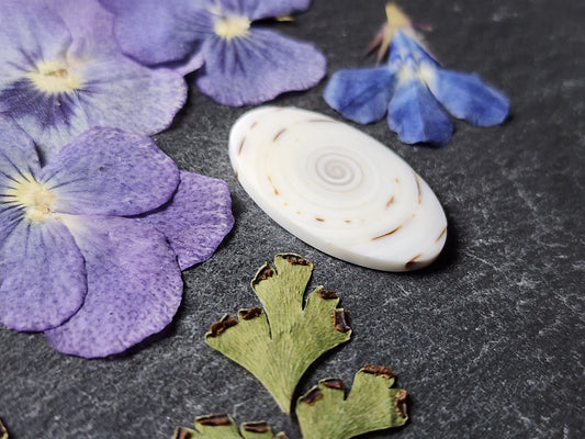 Spiral shell