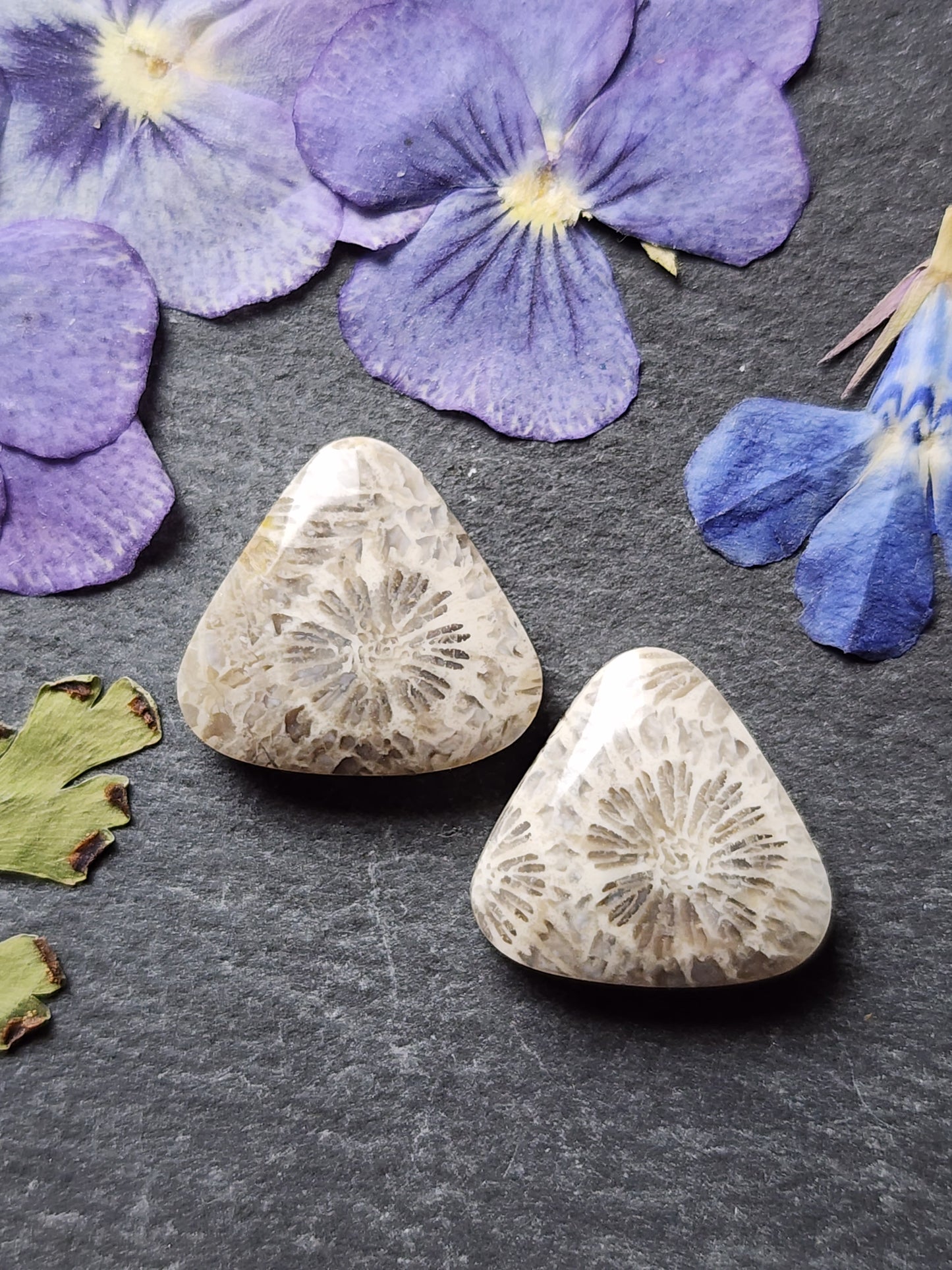 Fossilized Coral pair