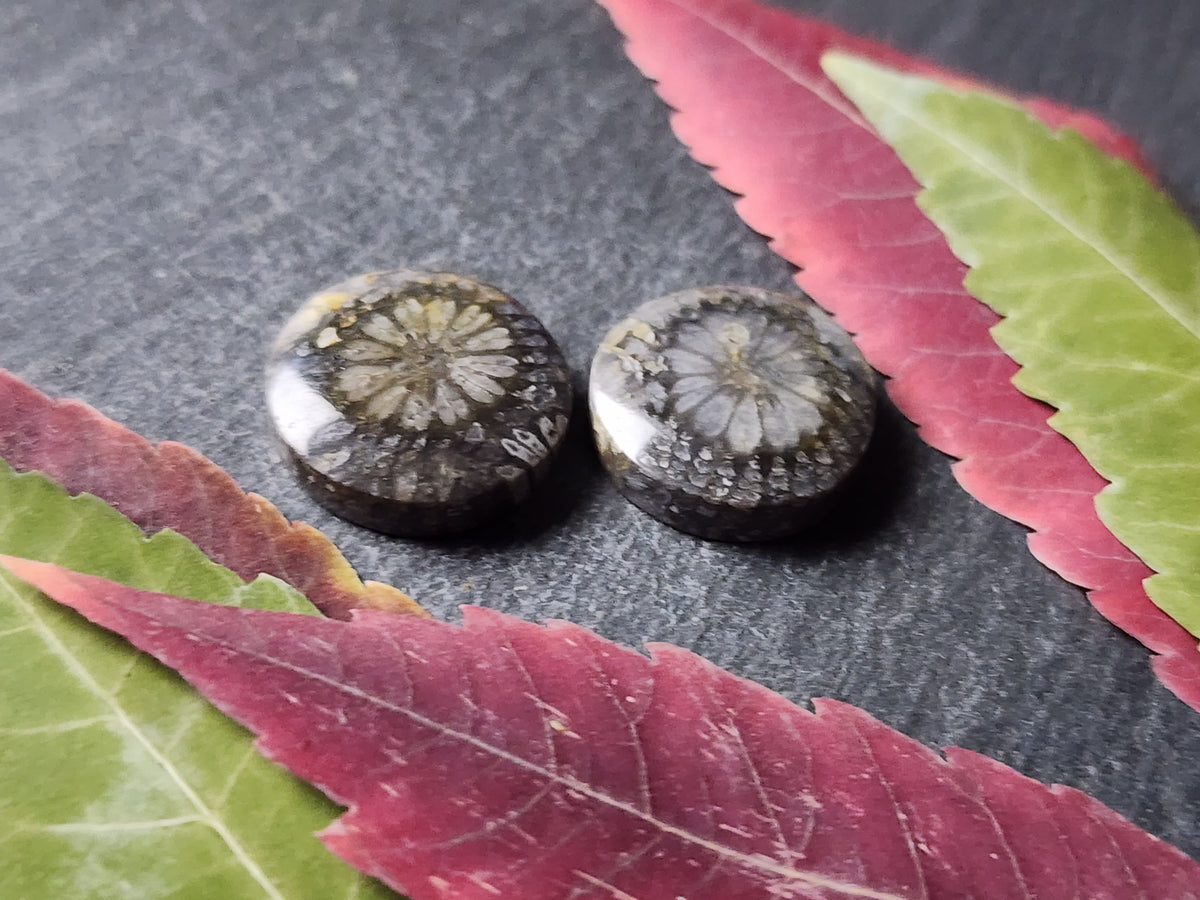 Fossilized Coral pair