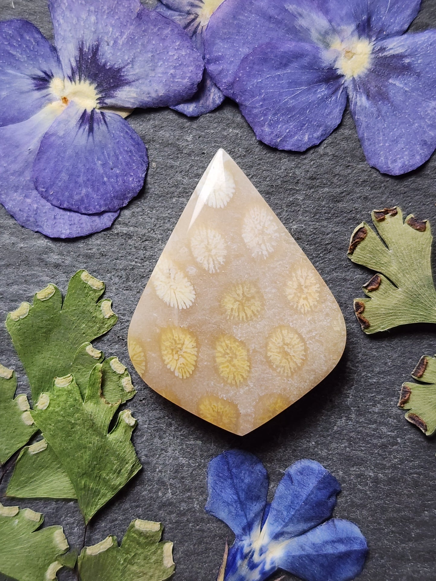 Fossilized coral