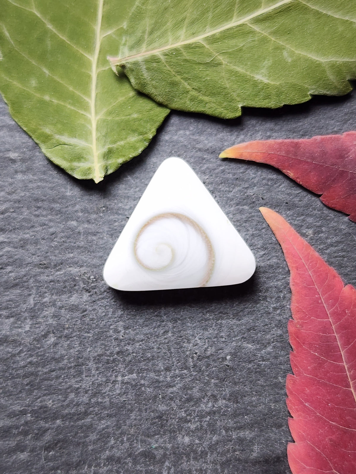 Shiva shell