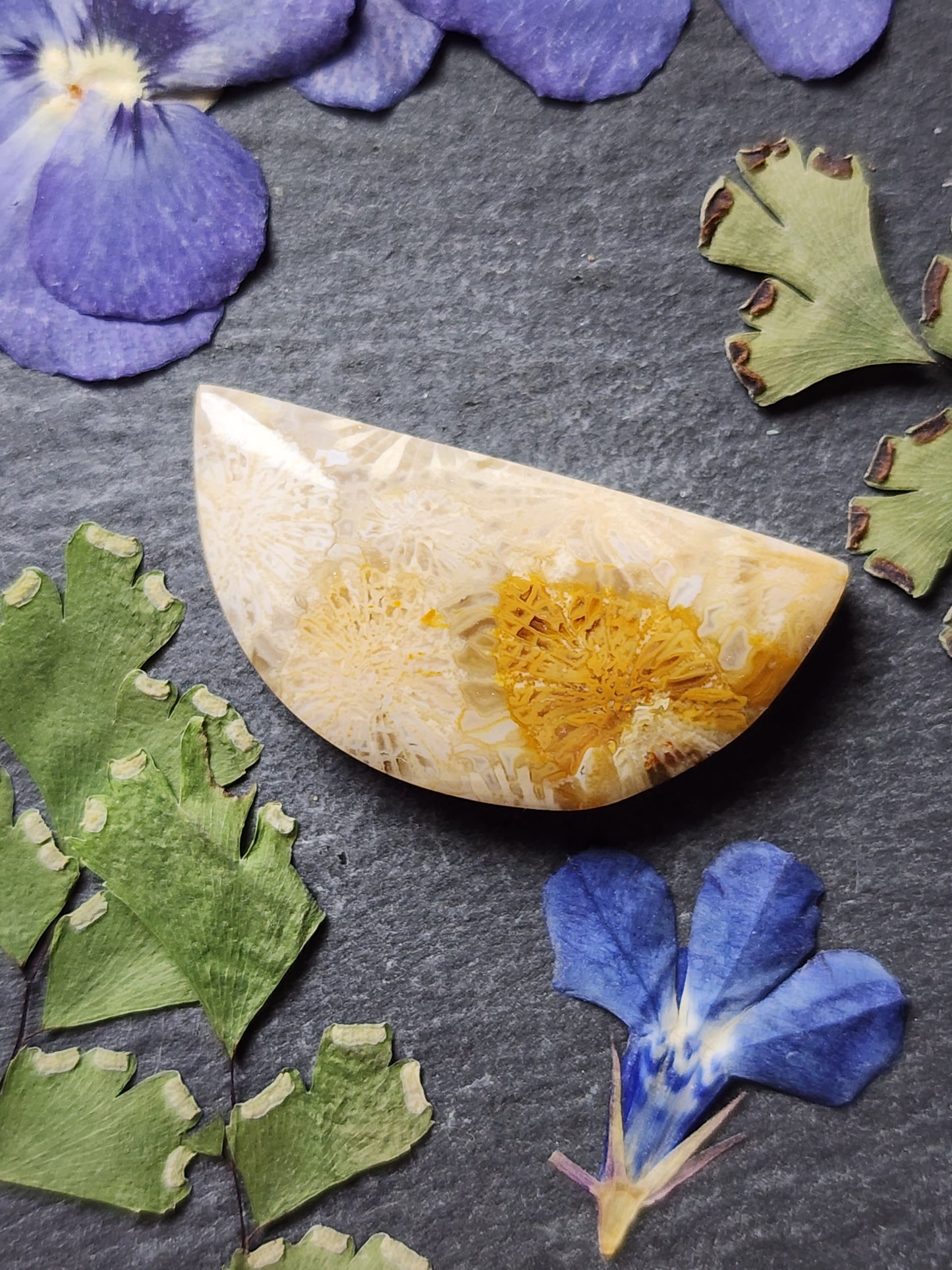 Fossilized Coral