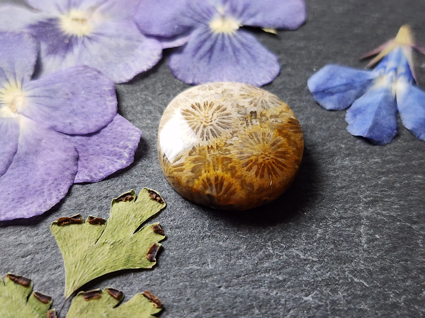 Fossilized Coral