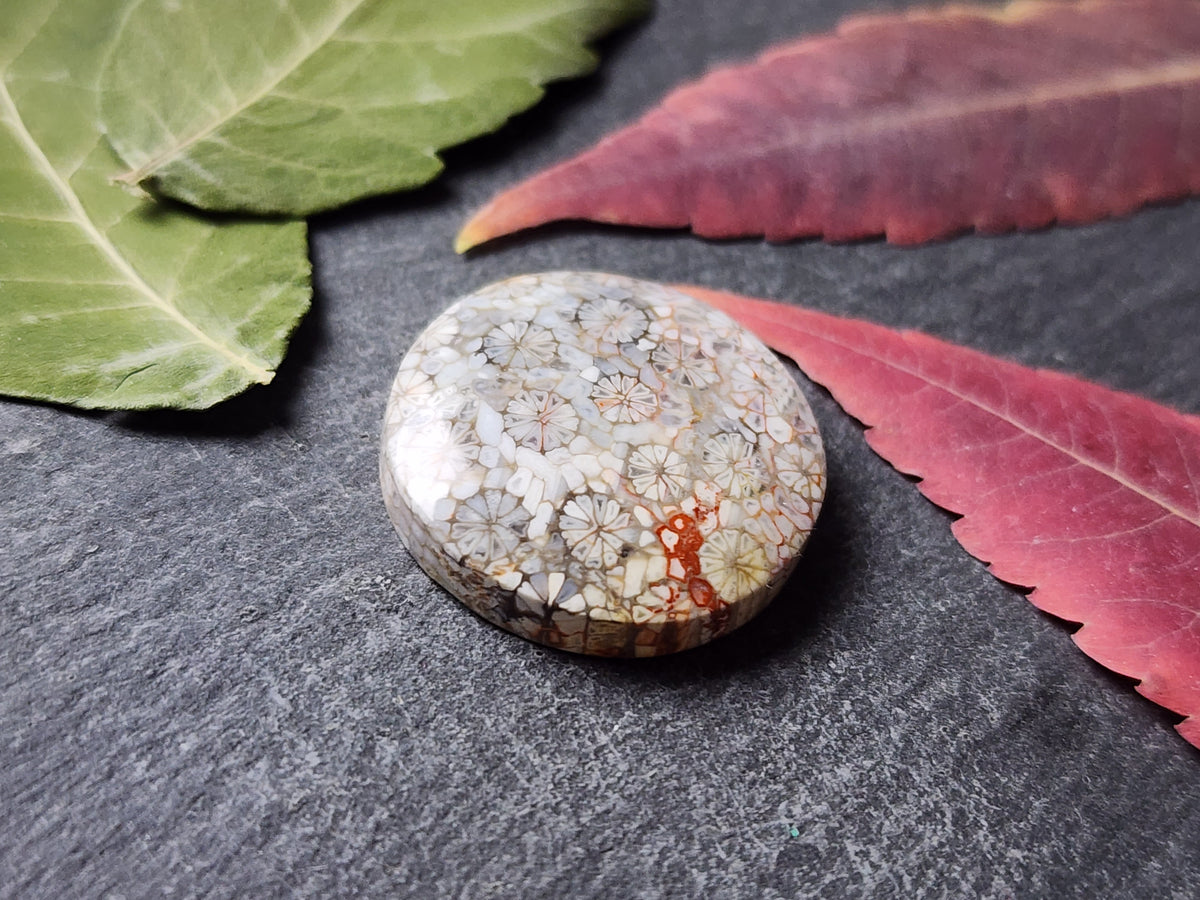Fossilized coral