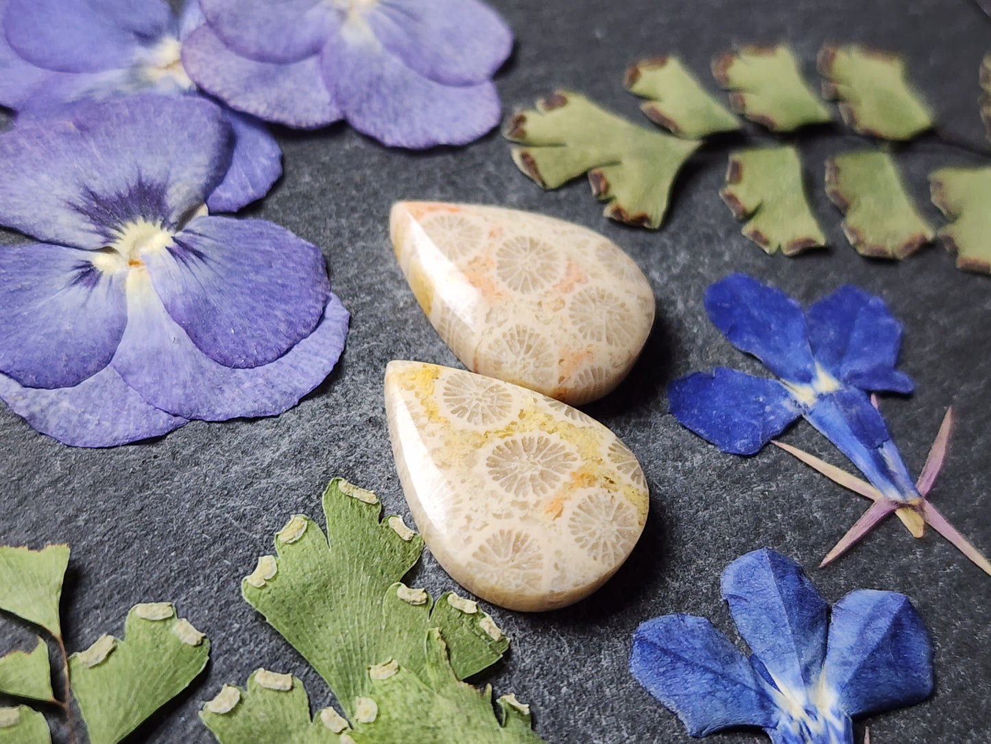 Fossilized coral pair