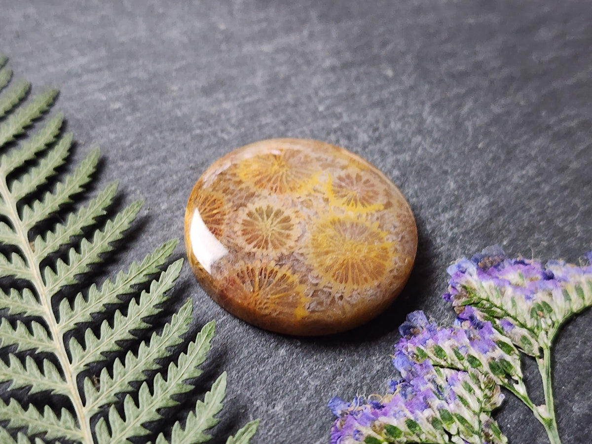 Fossilized coral