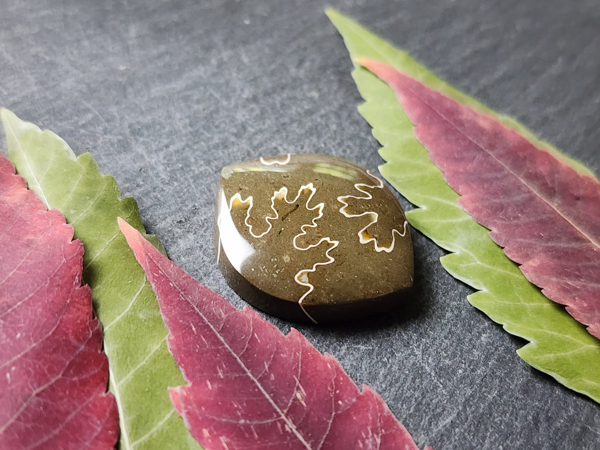 Suture Ammonite