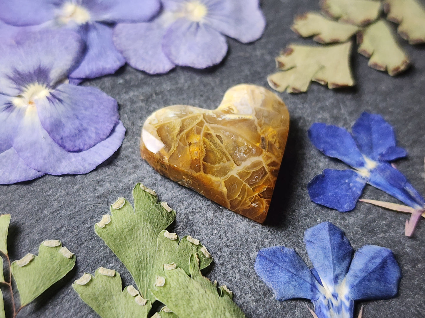Fossilized Coral heart