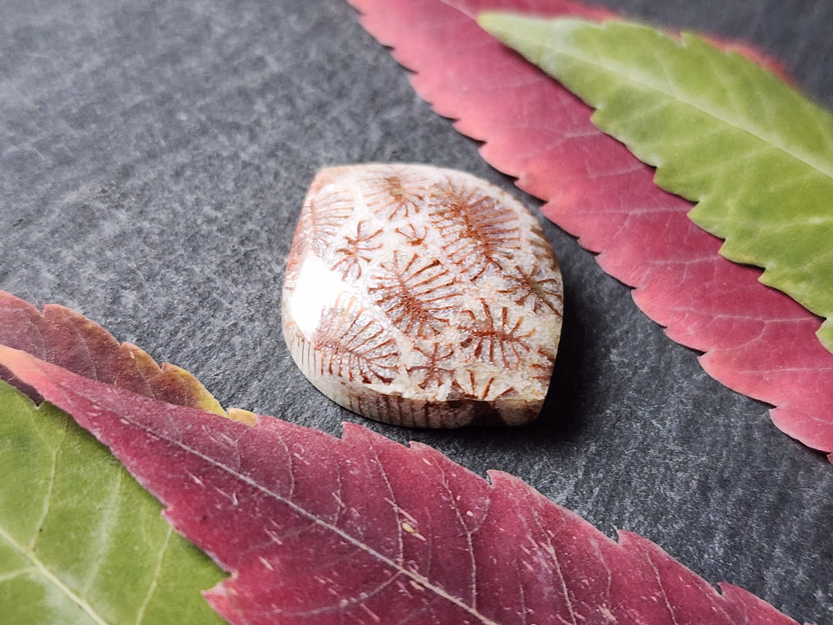 Fossilized Coral