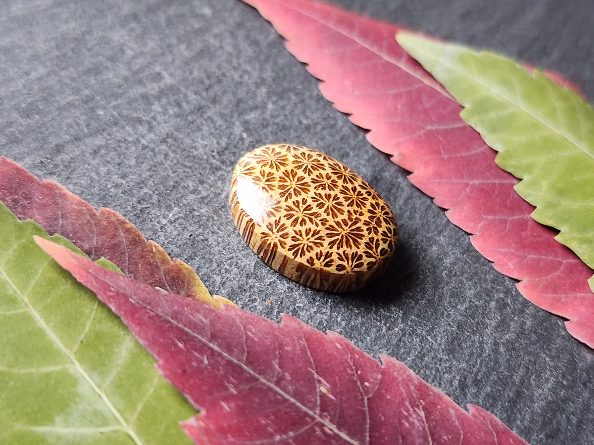 Fossilized Coral