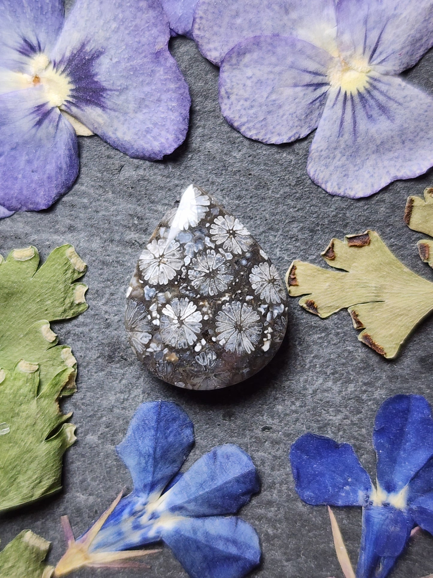 Fossilized Coral