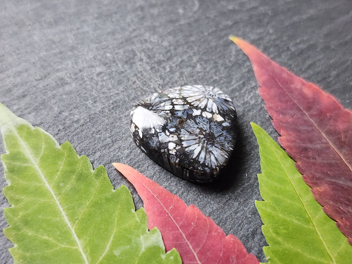 Fossilized Coral