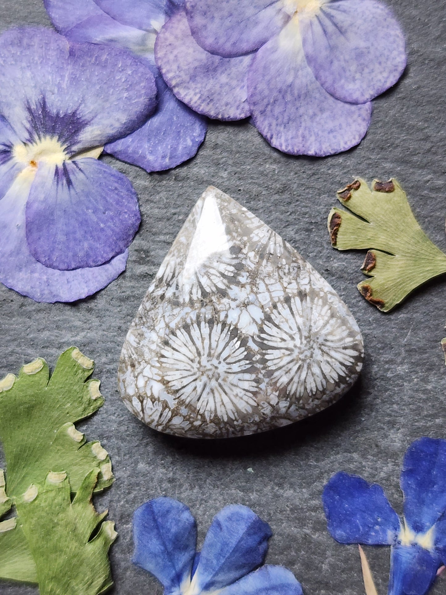Fossilized coral