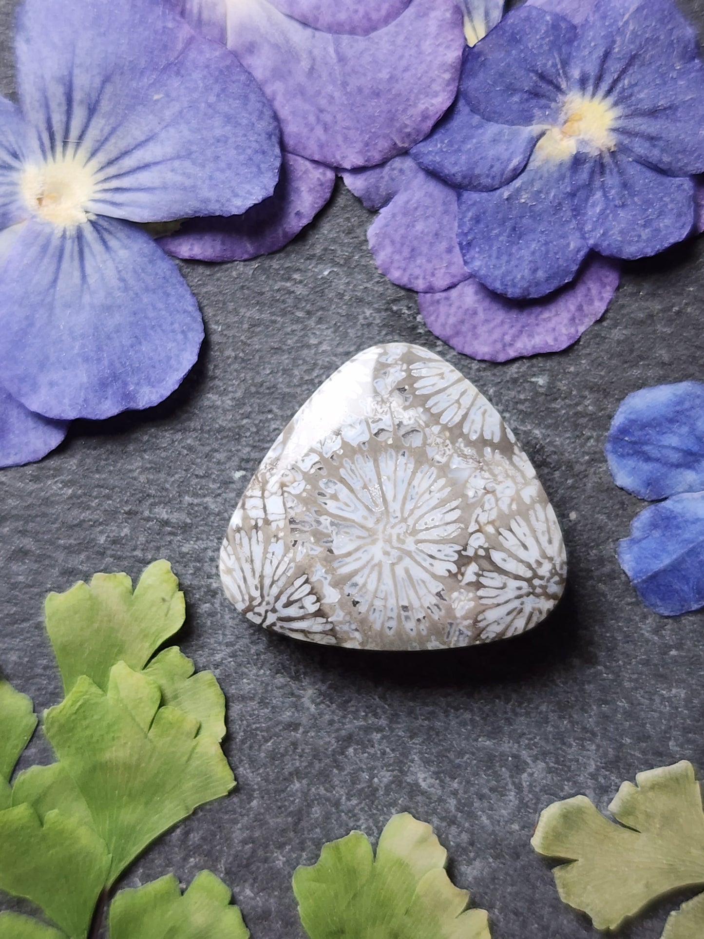 Fossilized Coral