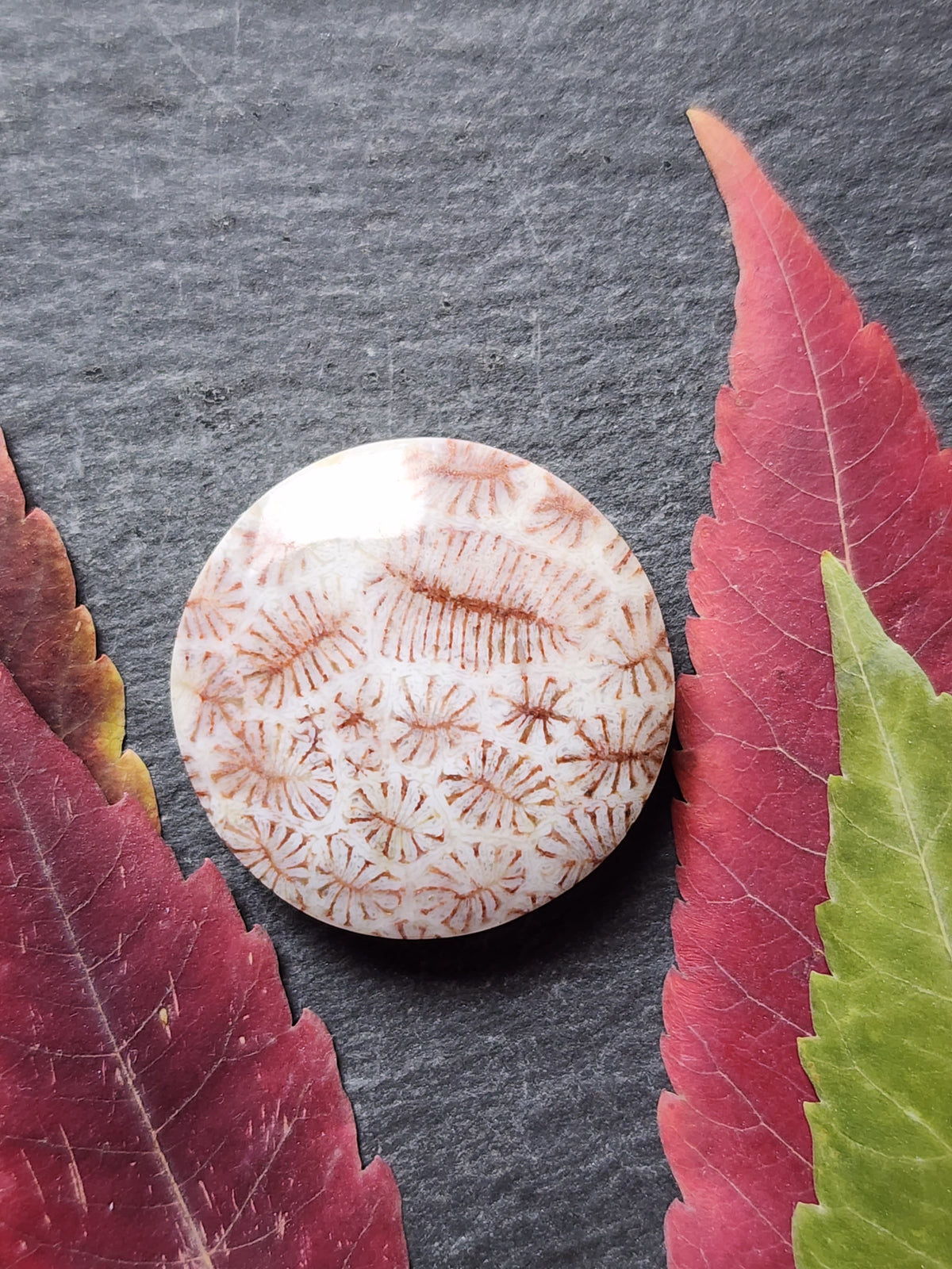 Fossilized Coral